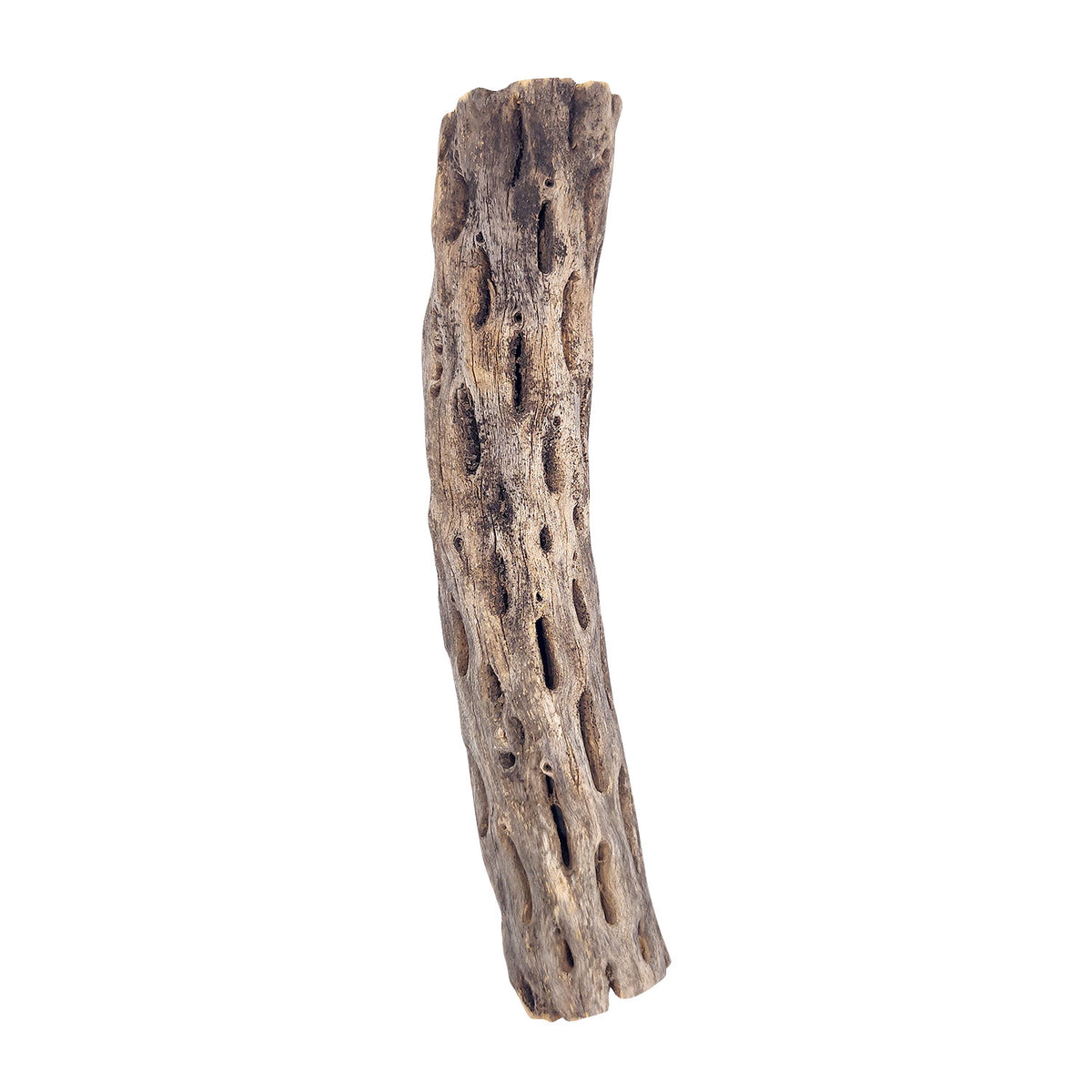 6 inch Staghorn Cholla Wood Pot for sale, Cholla for Aquariums, Crafting, Air Plants, and more, Natural Cholla Cactus Wood for sale, Air Plant display