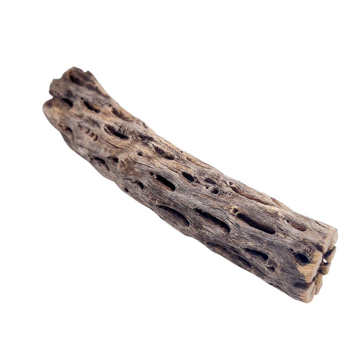 6 inch Staghorn Cholla Wood Pot for sale, Cholla for Aquariums, Crafting, Air Plants, and more, Natural Cholla Cactus Wood for sale, Air Plant display