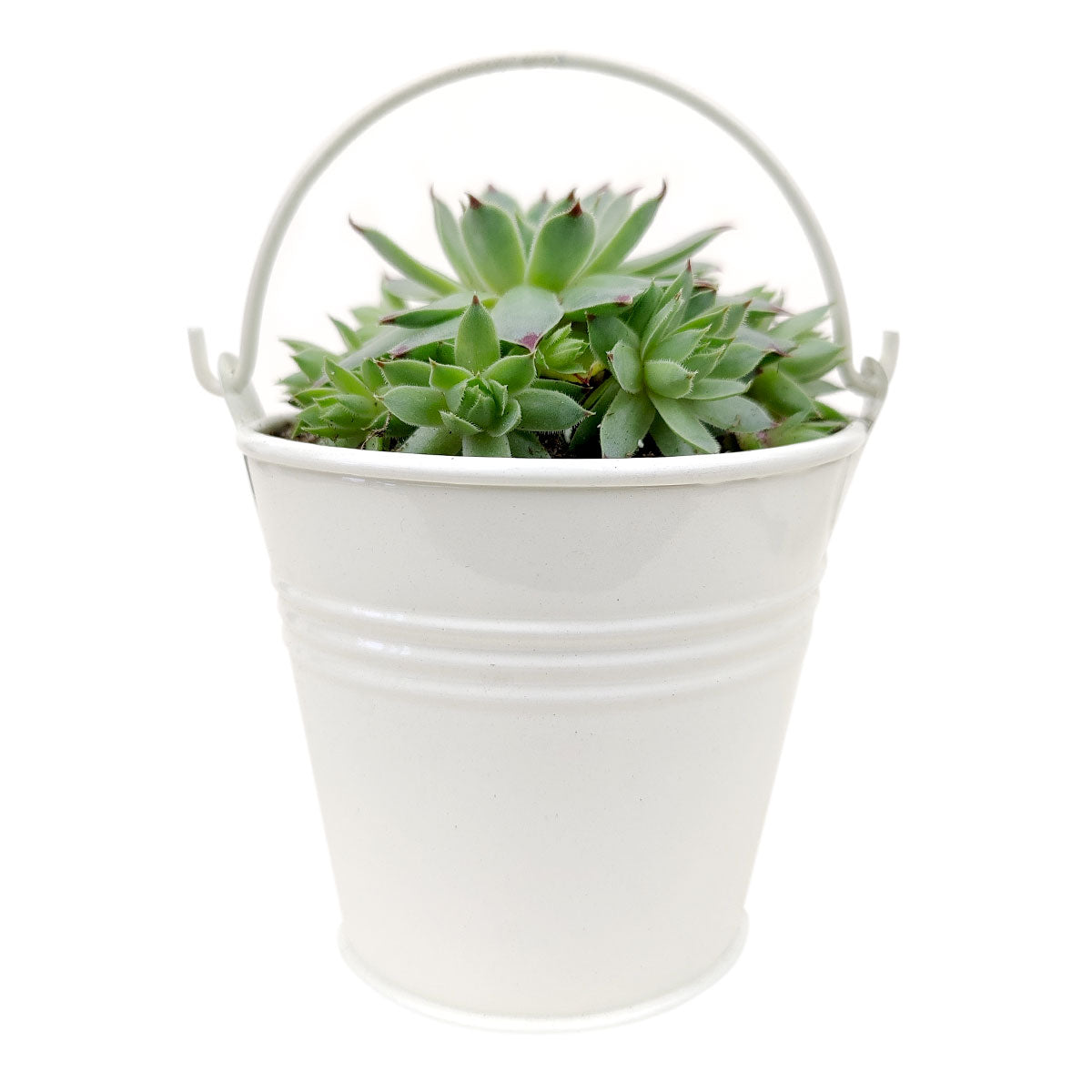 metal bucket plant pots 2.5" White Tin Pail for Small Plants, Vintage Metal Bucket for Home Decoration