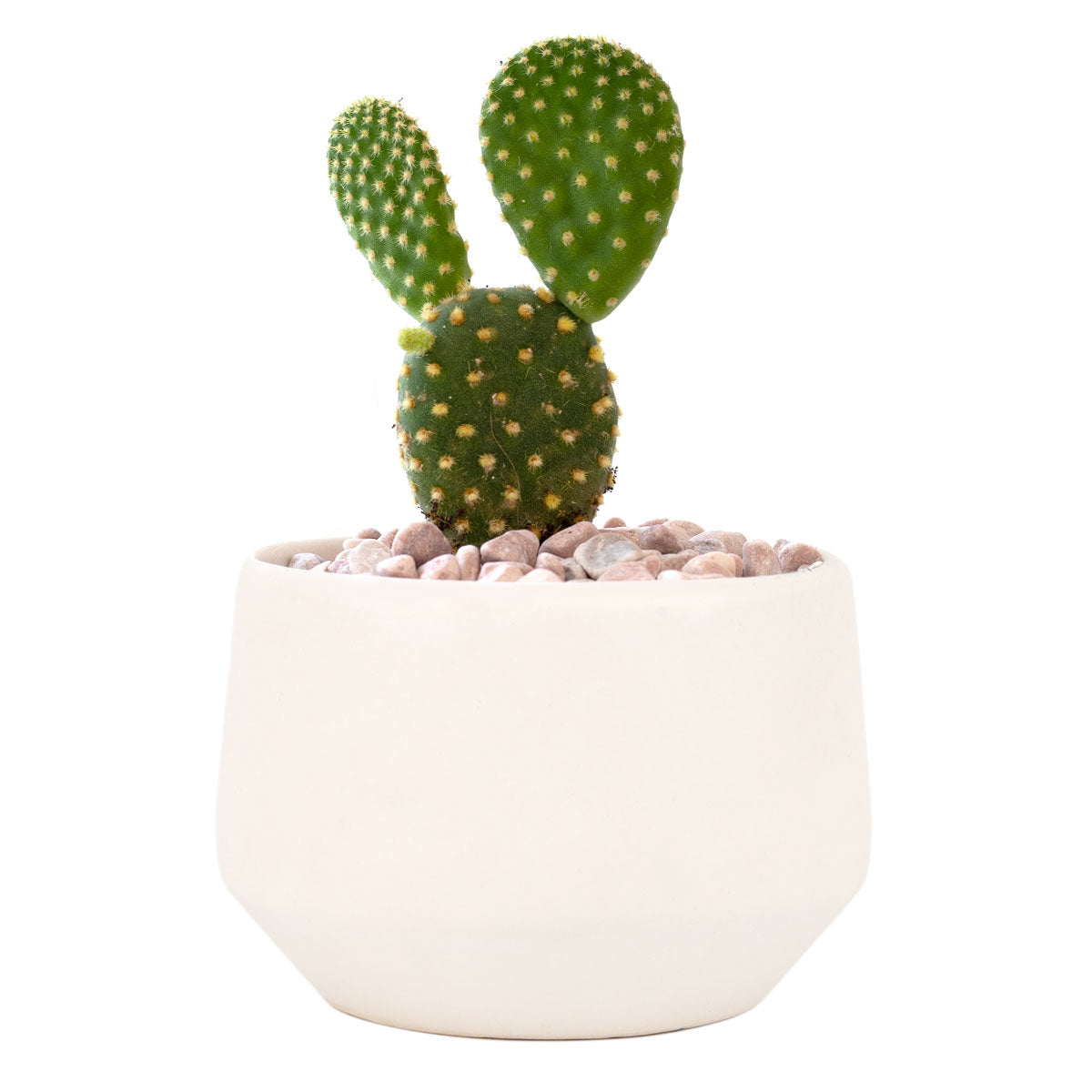 Live 2&quot; Succulent with 3&quot; Minimalistic Pot, Unique Succulent Gift Ideas, Succulent in white ceramic pots, Succulent Decor Ideas, 2 inch succulent pots for sale