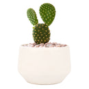 Live 2&quot; Succulent with 3&quot; Minimalistic Pot, Unique Succulent Gift Ideas, Succulent in white ceramic pots, Succulent Decor Ideas, 2 inch succulent pots for sale