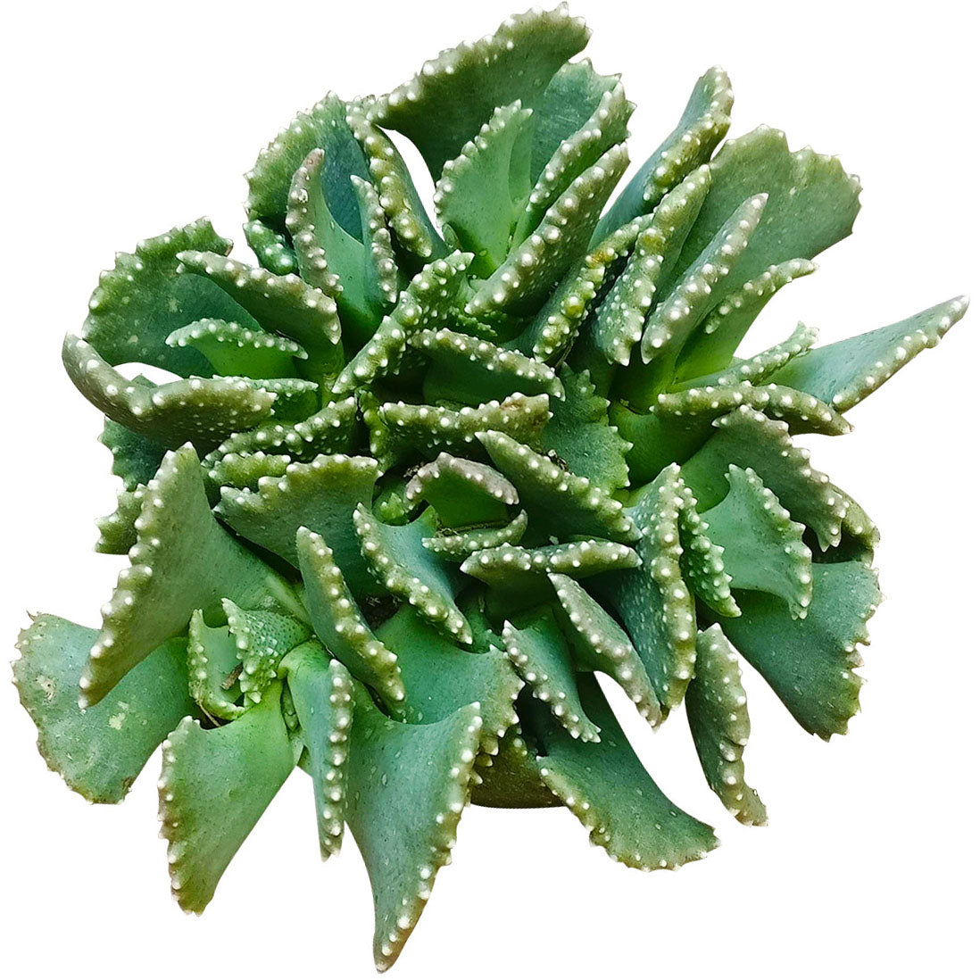 world's largest succulent plant Giant Jewel Plant Aloinopsis malherbei | Succulents Care