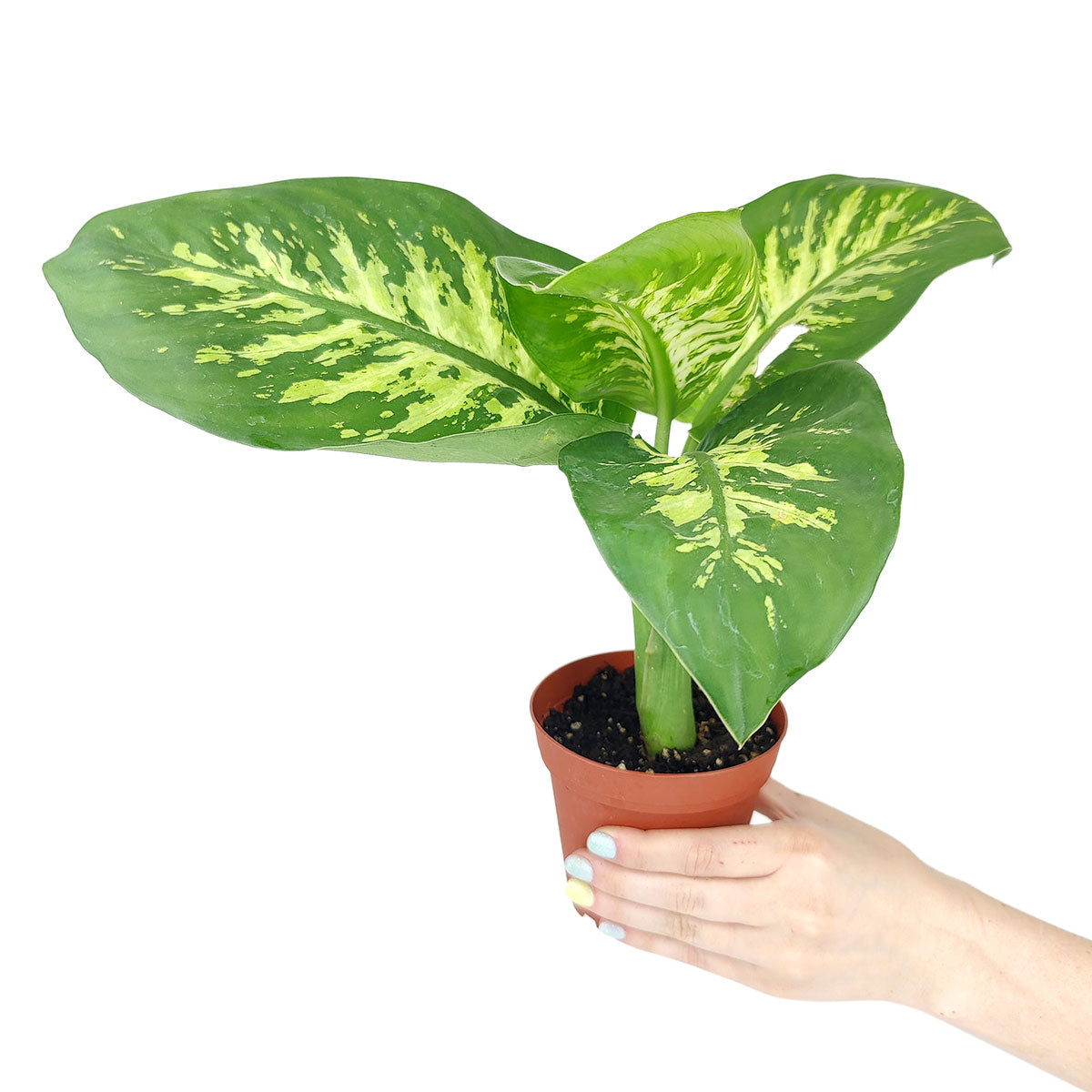 tropic snow dieffenbachia Dieffenbachia Tropic Snow