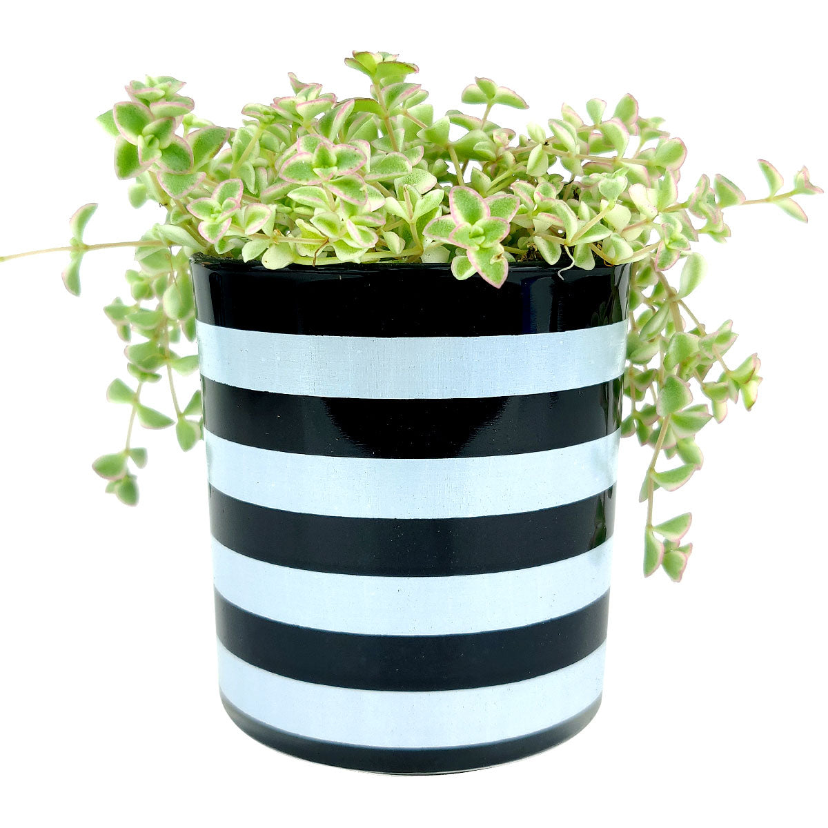 black white plant pot Black and White Horizontal Stripes Planter