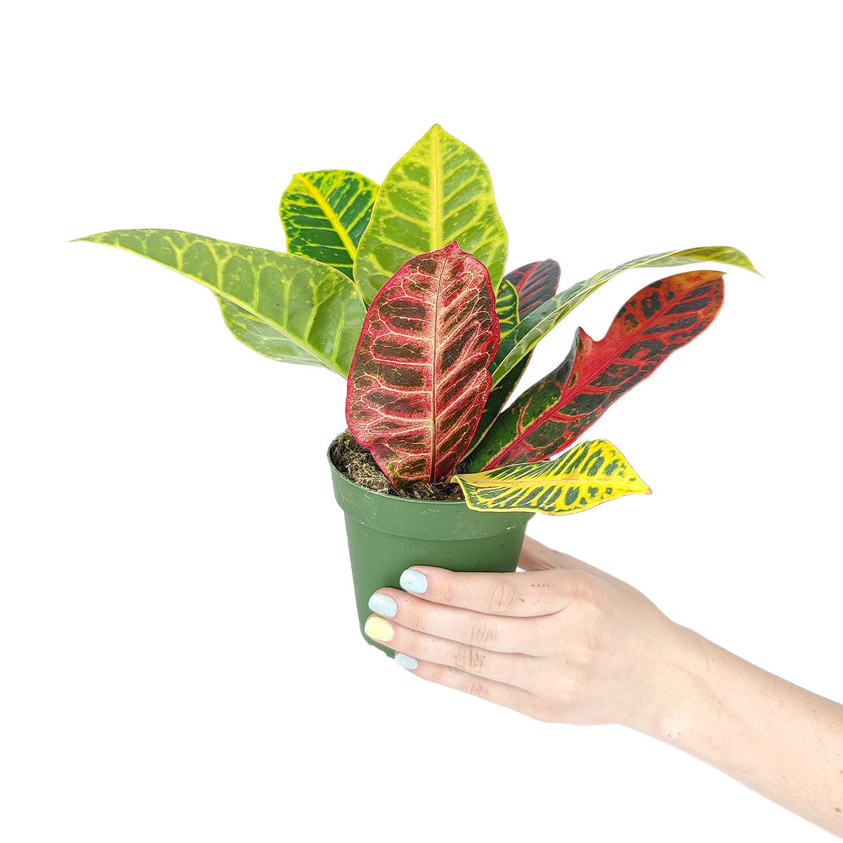 Croton Petra