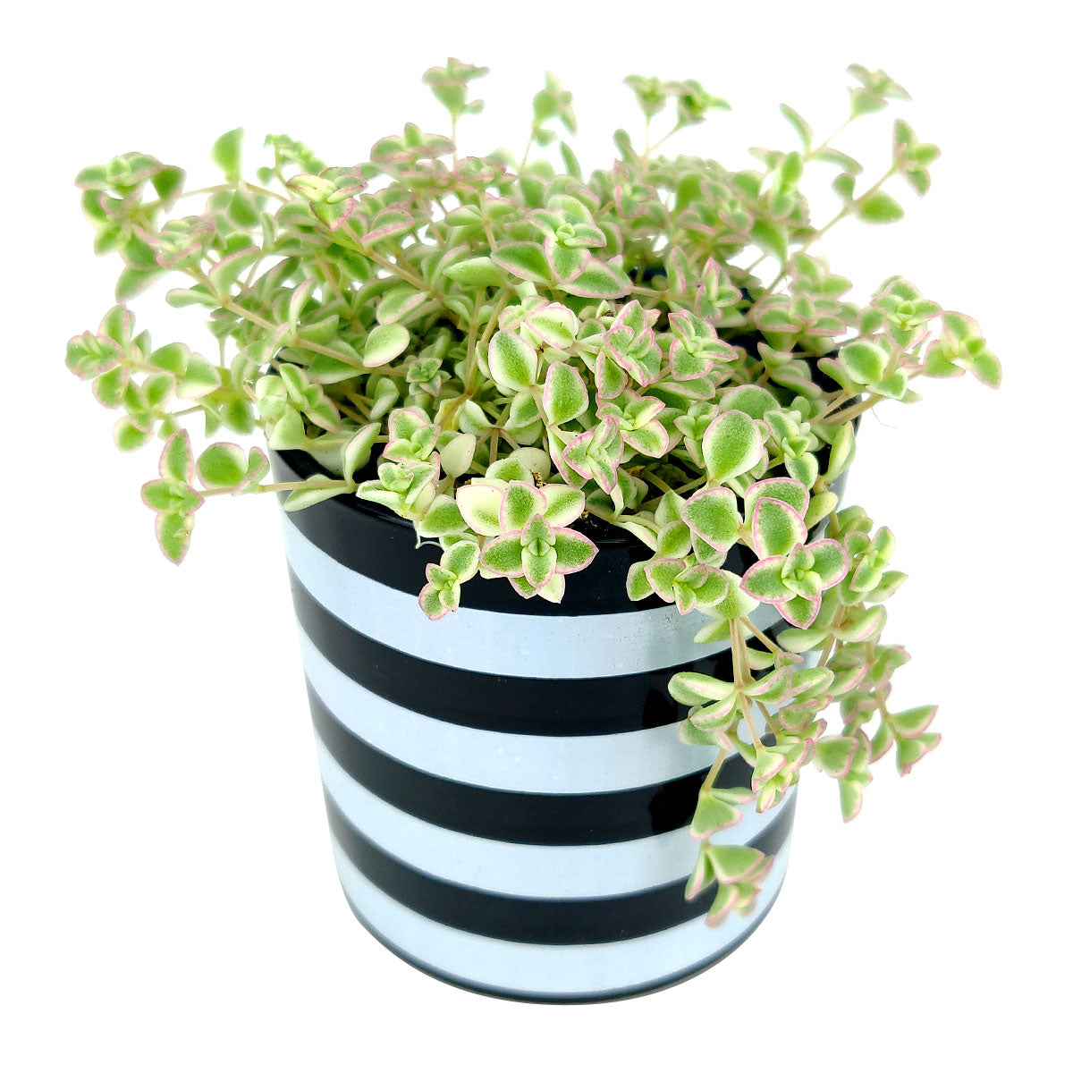 black and white striped succulent Black and White Horizontal Stripes Pot | Succulent Pot for sale