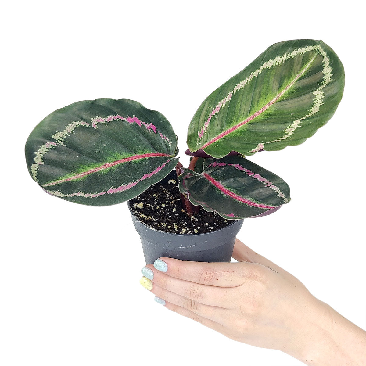 Calathea Dottie
