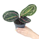 calathea dottie, calathea dottie care, rose painted calathea, calathea roseopicta dottie, dottie calathea, calathea dottie plant, calathea rose painted