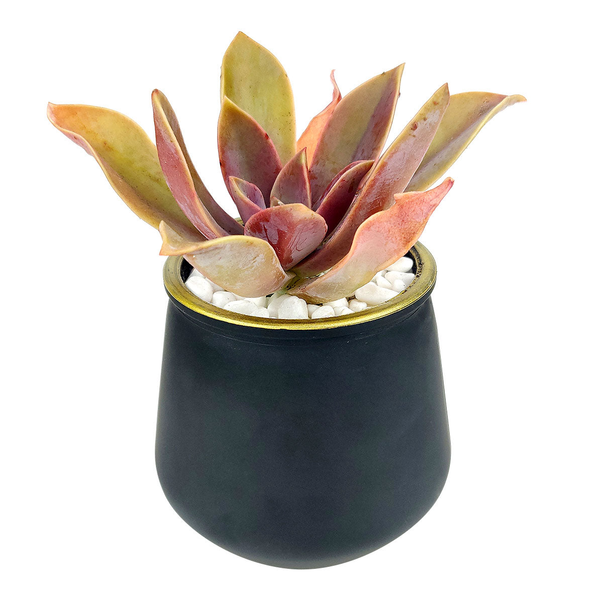 Pot for sale, Mini pot for succulent, Succulent pot decor ideas, 3 Pack Gold Rim Pots, Flower pot for sale, glass pots for planting, succulent gift for holiday