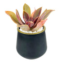 Pot for sale, Mini pot for succulent, Succulent pot decor ideas, 3 Pack Gold Rim Pots, Flower pot for sale, glass pots for planting, succulent gift for holiday