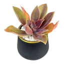 Pot for sale, Mini pot for succulent, Succulent pot decor ideas, 3 Pack Gold Rim Pots, Flower pot for sale, glass pots for planting, succulent gift for holiday