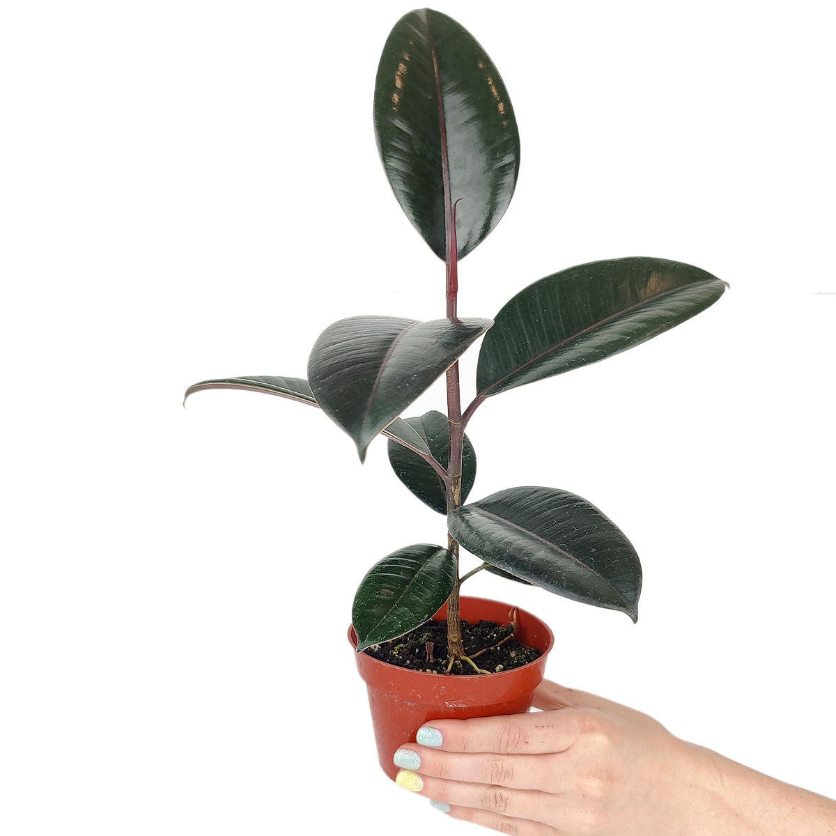 burgundy indoor plants Shop Burgundy Rubber Houseplants