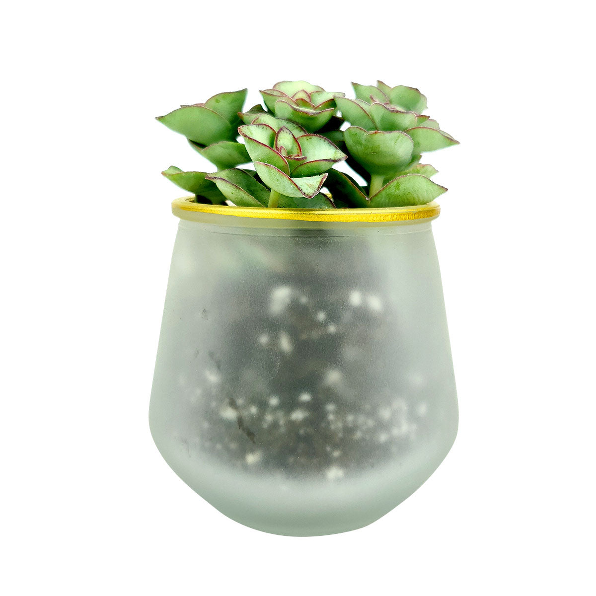 gold succulent planter Frosted Gold Rim Planter