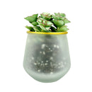 Pot for sale, Mini pot for succulent, Succulent pot decor ideas, 3 Pack Gold Rim Pots, Flower pot for sale, glass pots for planting, succulent gift for holiday