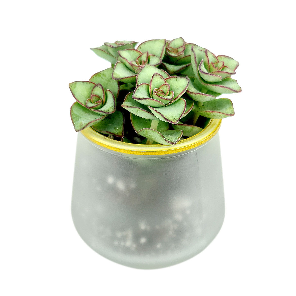 Pot for sale, Mini pot for succulent, Succulent pot decor ideas, Frosted Gold Rim Pot, Flower pot for sale, glass pots for planting, succulent gift for holiday