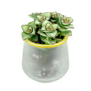 Pot for sale, Mini pot for succulent, Succulent pot decor ideas, Frosted Gold Rim Pot, Flower pot for sale, glass pots for planting, succulent gift for holiday