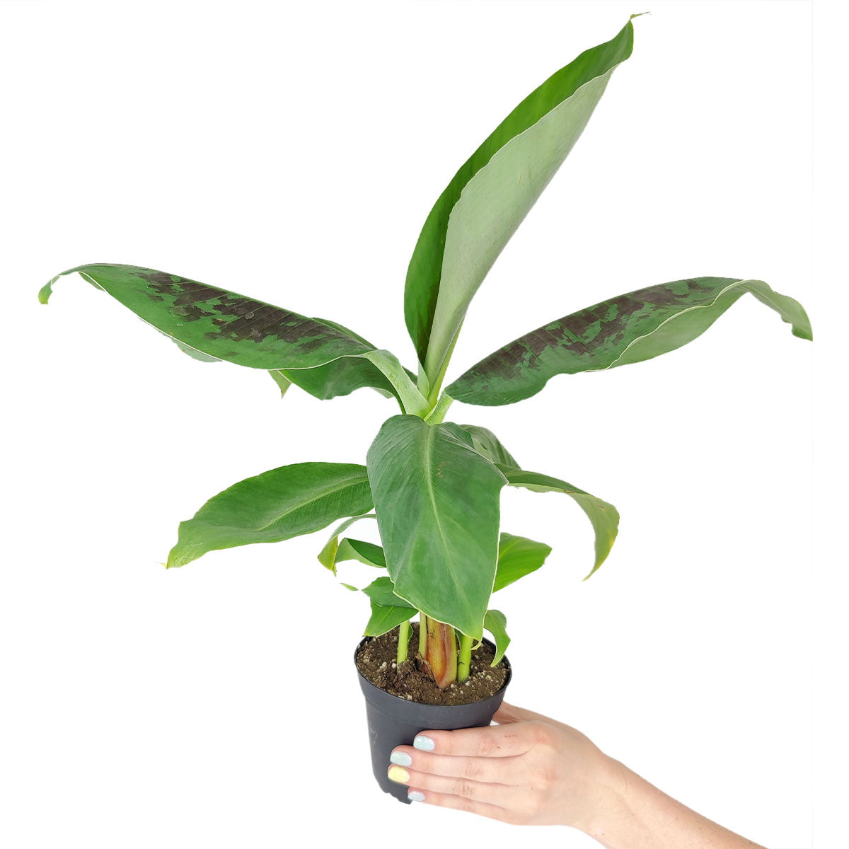 banana plant air purifier Musa Tropicana Banana Plant - Tropical Air-Purifying Houseplant