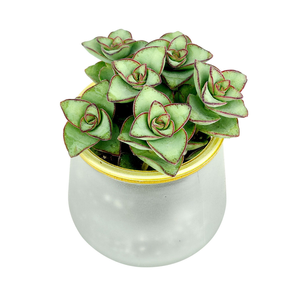 Pot for sale, Mini pot for succulent, Succulent pot decor ideas, Frosted Gold Rim Pot, Flower pot for sale, glass pots for planting, succulent gift for holiday