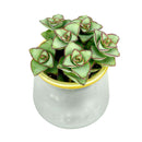 Pot for sale, Mini pot for succulent, Succulent pot decor ideas, 3 Pack Gold Rim Pots, Flower pot for sale, glass pots for planting, succulent gift for holiday