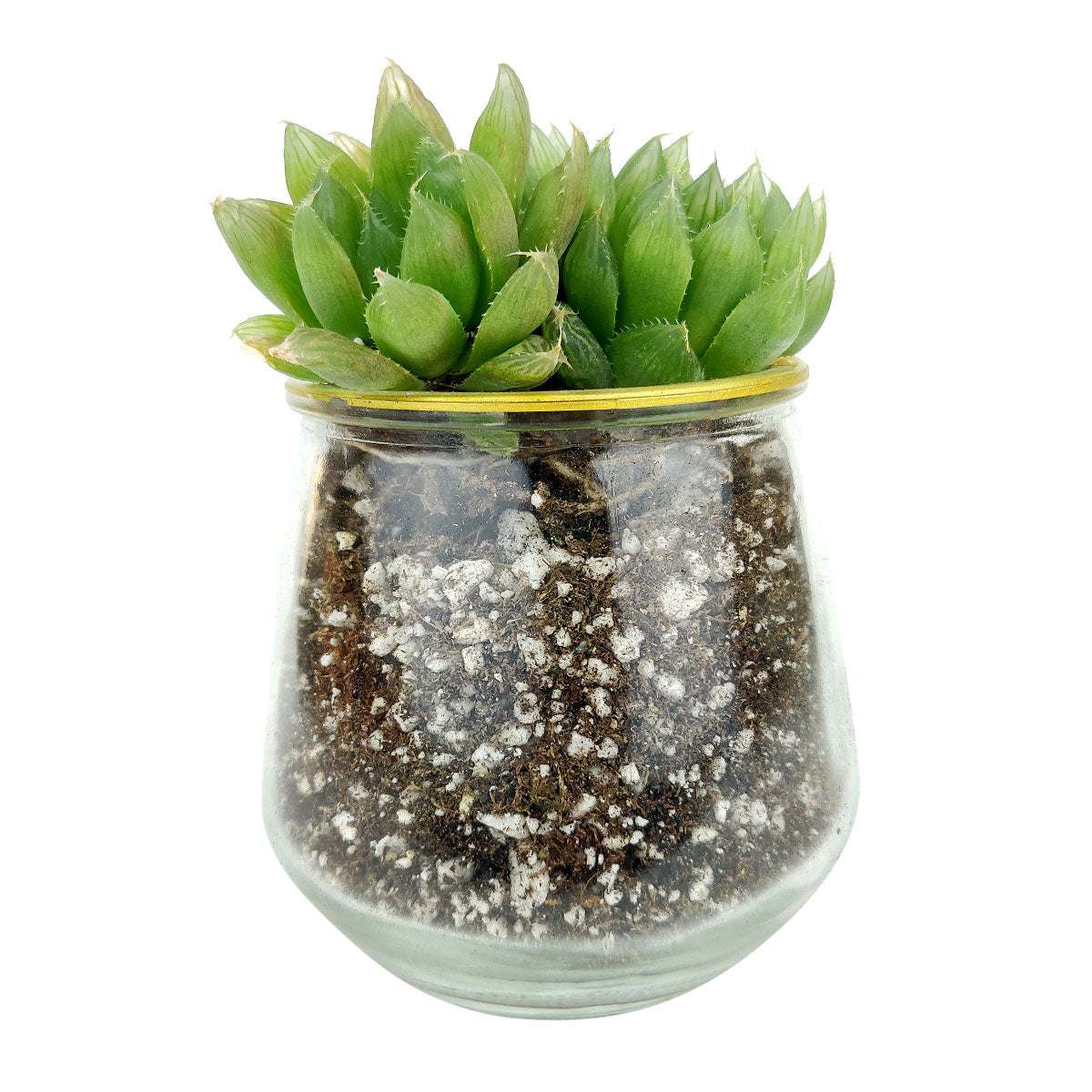 clear succulent pots Clear Gold Rim Planter