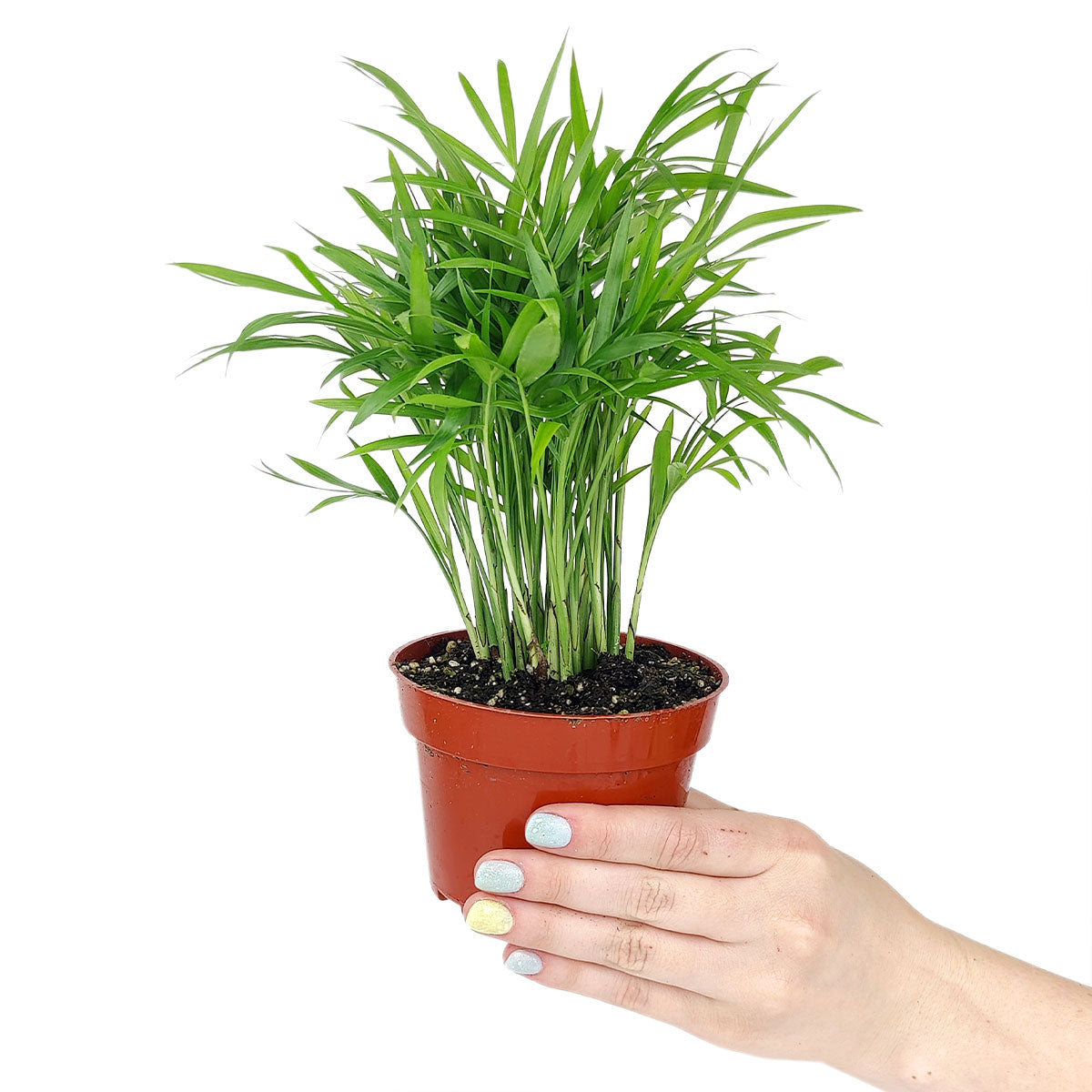 areca palm and parlour palm Buy Areca Palm Live Plant Online, Easy Care & Pet Friendly Houseplant