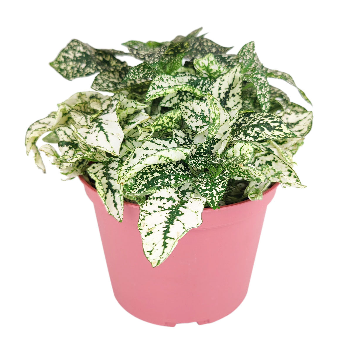 white hypoestes polka dot plant, hypoestes splash white, white splash select polka dot plant, polka dot plant green and white, white splash polka dot plant, hippo white hypoestes care, hypoestes white splash, hypoestes splash select white