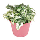 white hypoestes polka dot plant, hypoestes splash white, white splash select polka dot plant, polka dot plant green and white, white splash polka dot plant