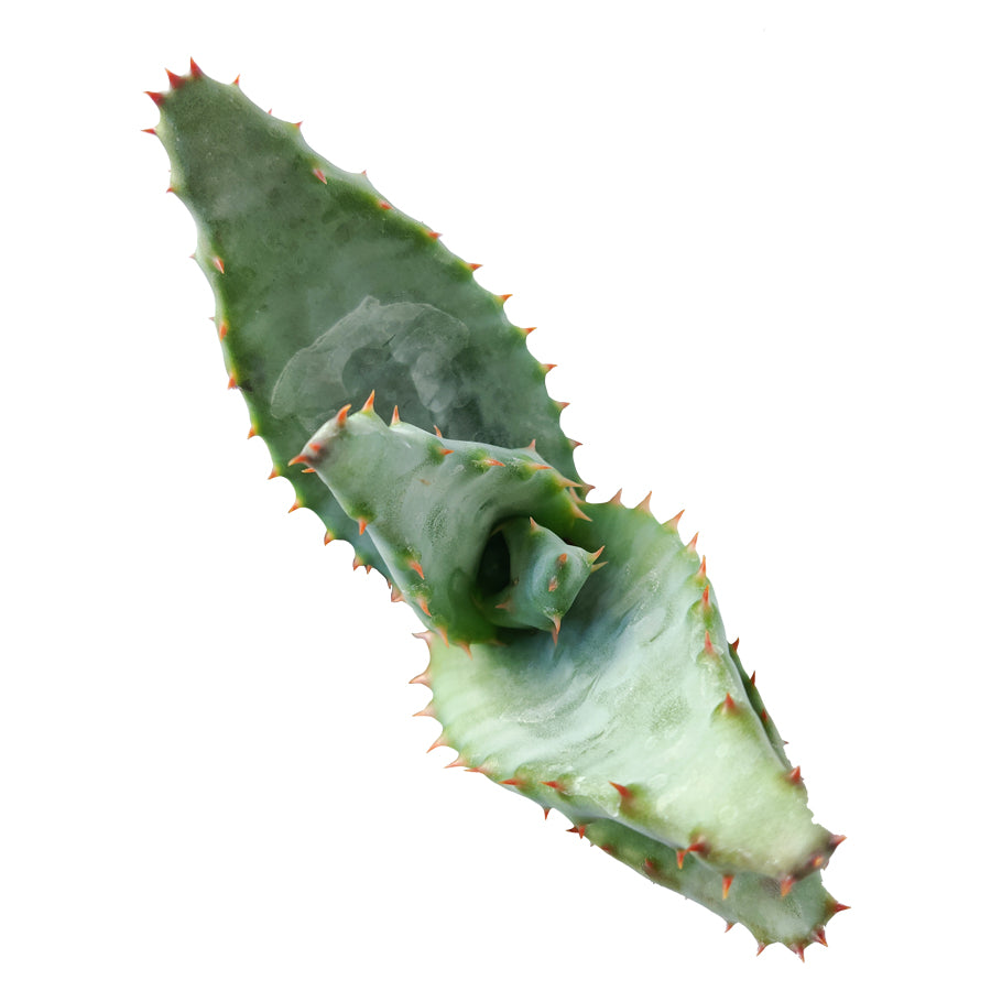 Mountain Aloe Succulent, Aloe Marlothii Succulent, Flat-flowered Aloe, Spiny Aloe, Rare succulent, Attractive Textured Succulent
