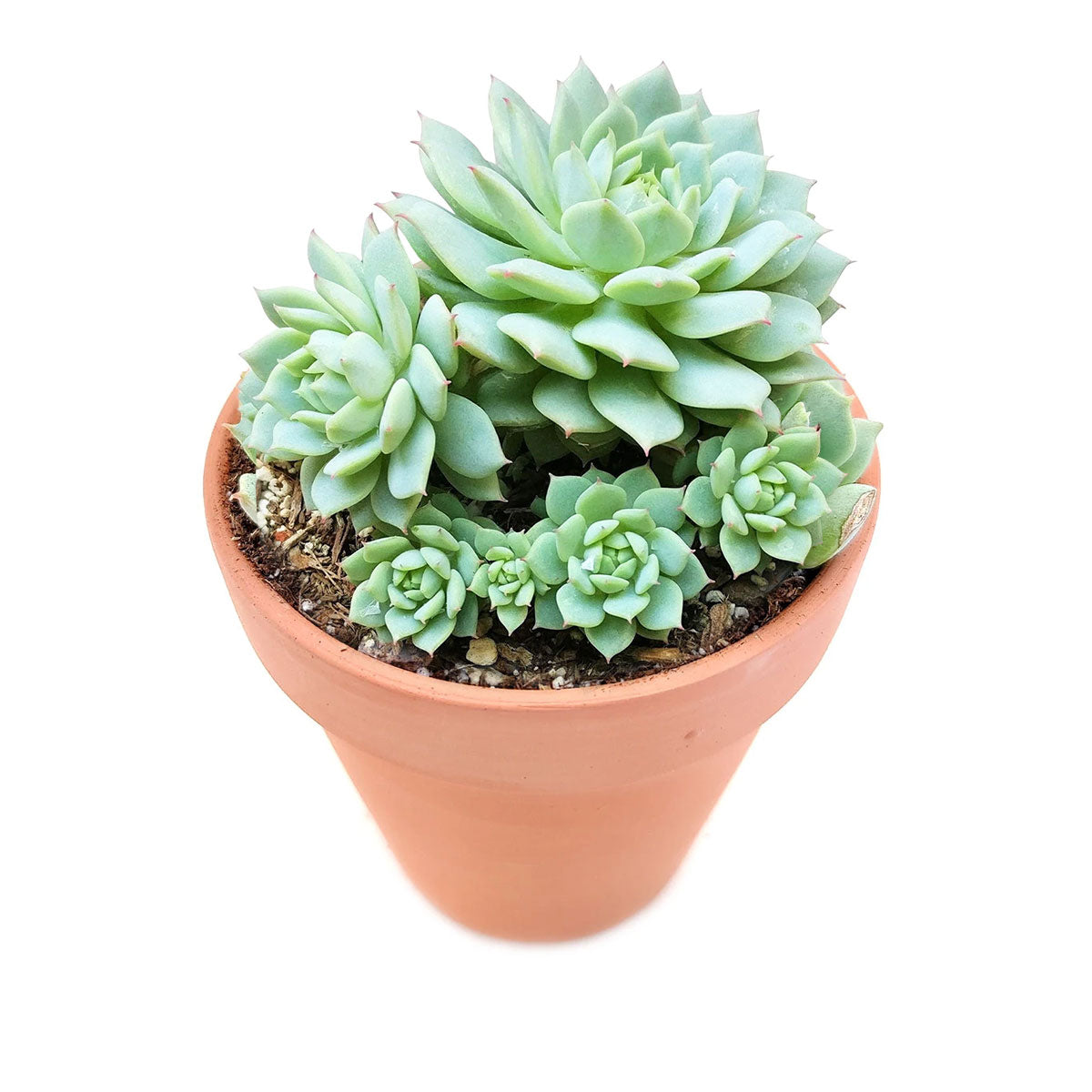 succulent lady Echeveria Painted Lady - Easy To Care For Succulents