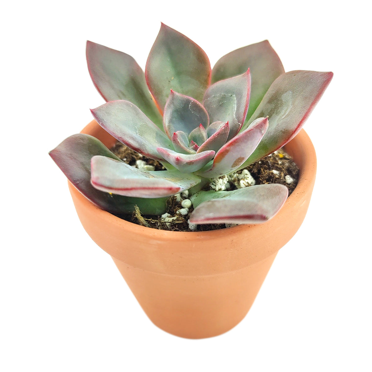 dark unison succulent Echeveria Dark Moon | Live Black Succulent Plants Plants For Sale