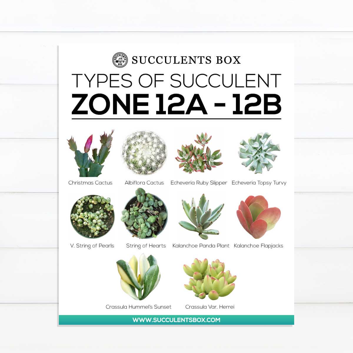 succulents for zone 3 Printable Arts: Types of Succulent Zones | Choosing Hardy Succulents for Zone