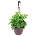 Swiss Cheese plant, Monstera adansonii, Monstera plant, plant with lacy leaves, best air-purifying plant, vining Monstera for hanging baskets 