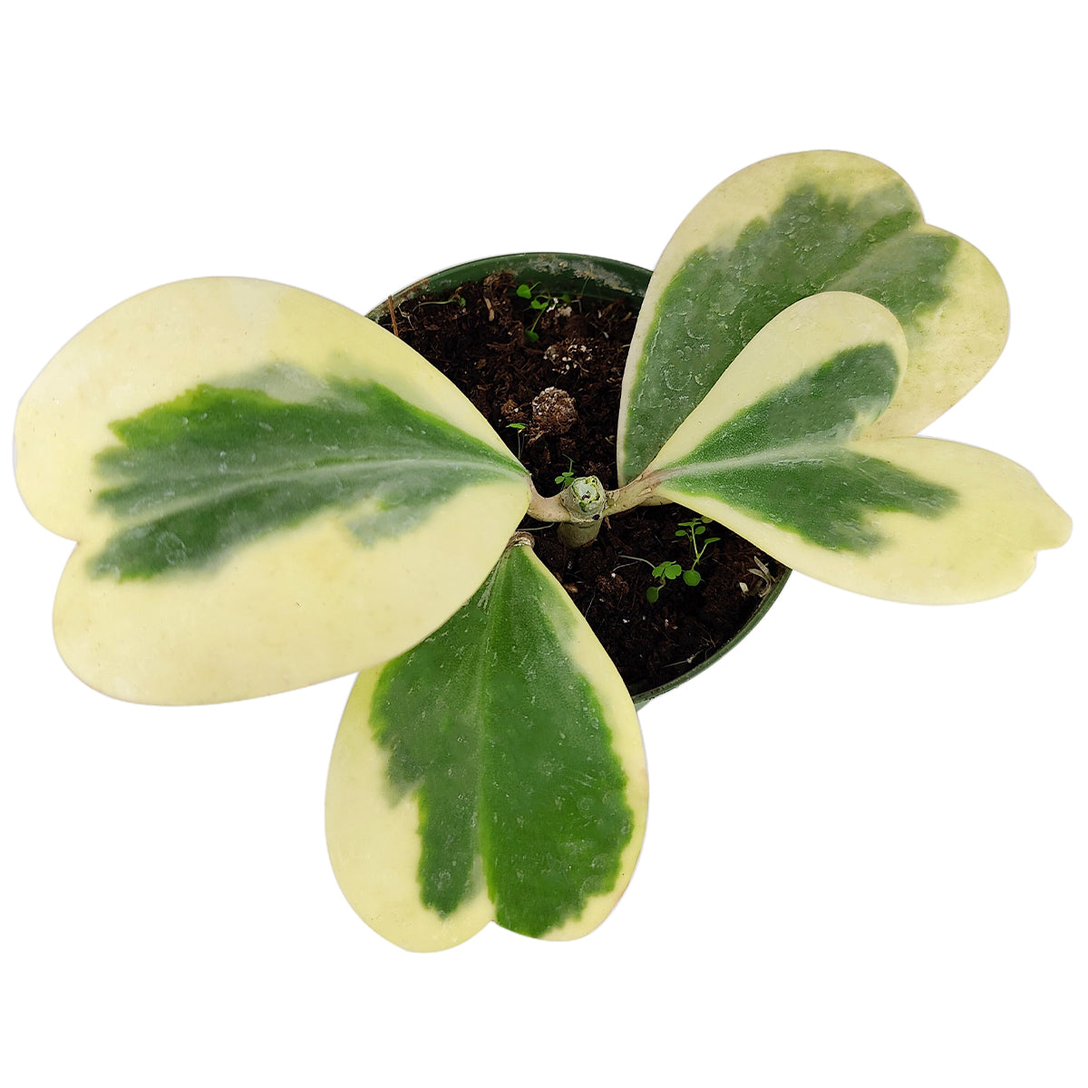 Heart-Shaped Plant for Valentine&#39;s Day,  Hoya Heart Variegated, hoya for gift, hoya care guide, Variegated Trailing Hoya Kerrii Heart, Heart-Shaped Succulents for Valentine&#39;s Day, Variegated Hoya Kerrii Heart for Sale, Sweetheart Hoya for Valentines Gift