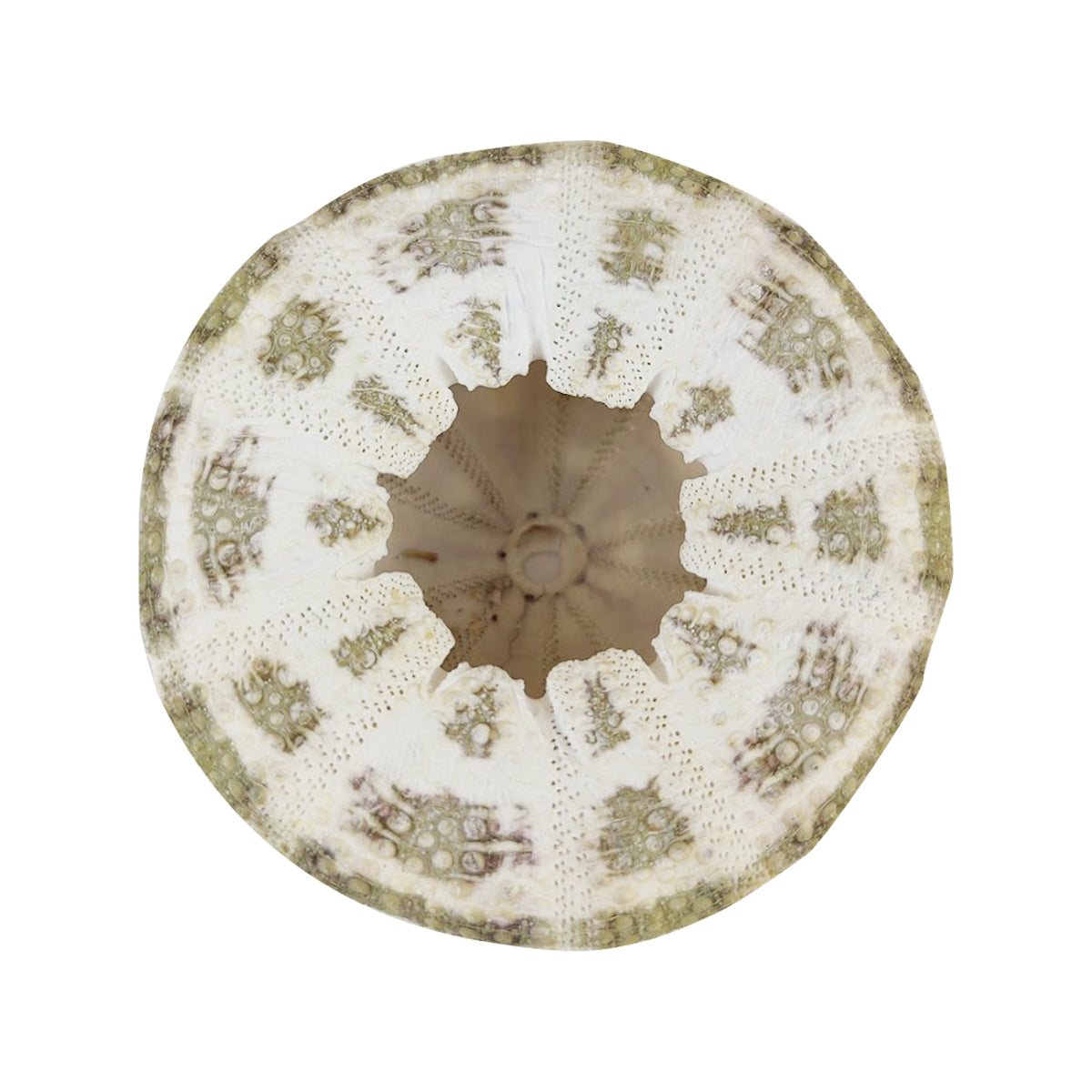 Sea Urchin Shell Air Plant Holder