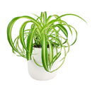 bonnie curly spider plant, curly bonnie spider plant, bonnie curly spider plant care, curly spider plant bonnie, bonnie curly spider plant easy, bonnie curly spider plant for sale, spider plant curly bonnie, curly bonnie spider plant care, fast-growing indoor plants
