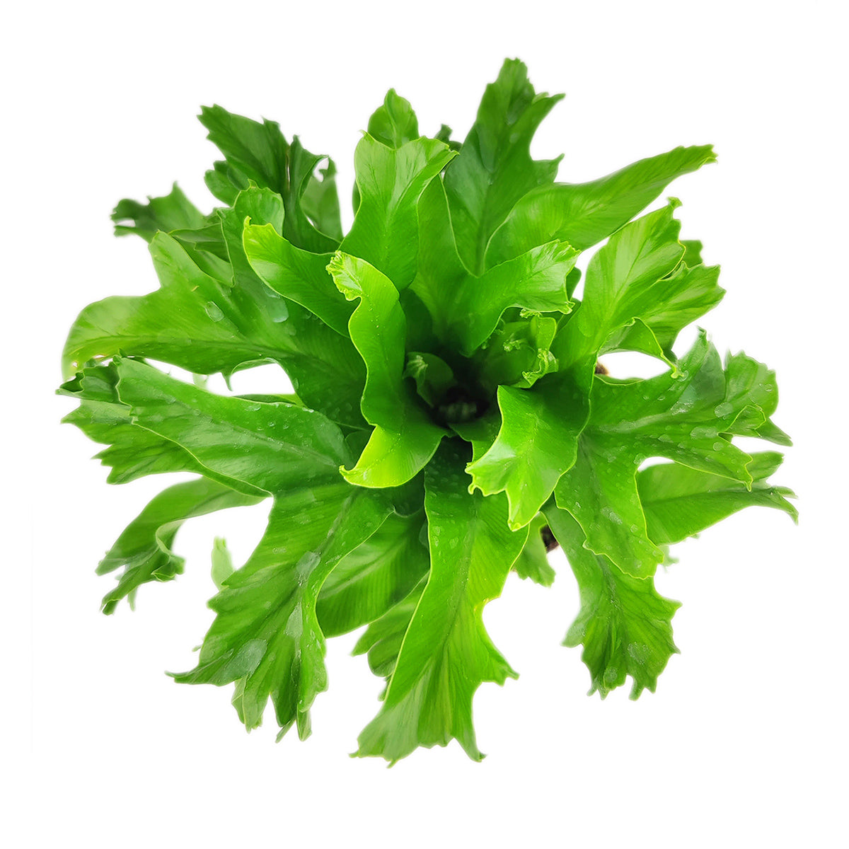 Crissie Fern for sale, Asplenium antiquum ‘Crissie’, how to care for Forked Bird’s Nest Fern, easy care air-purifying plant, medium and low light houseplant, most popular plant for homes and offices