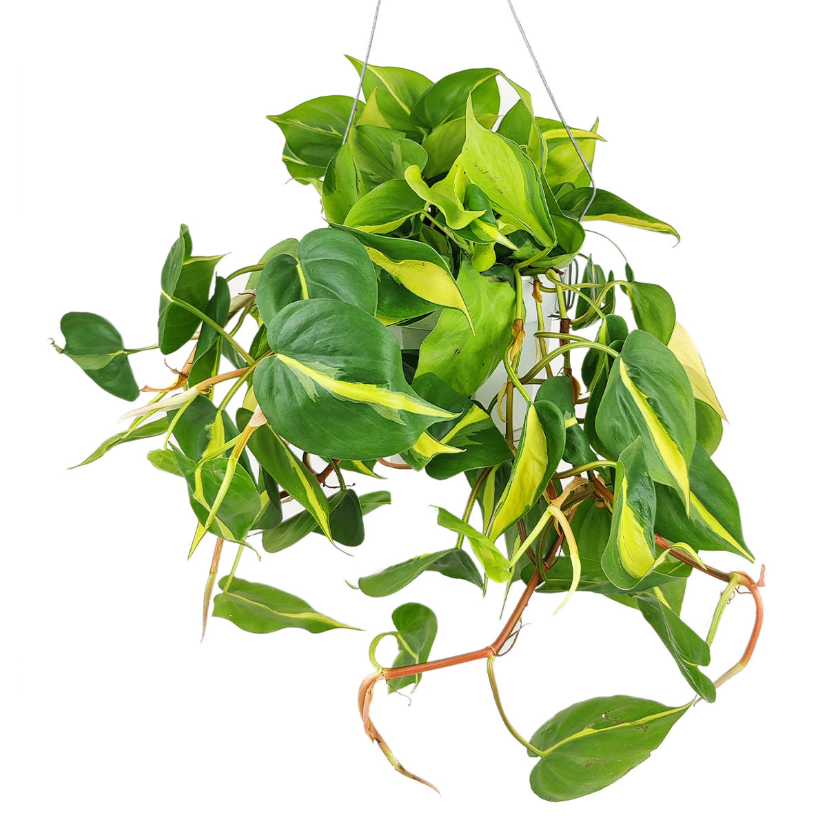 Philodendron hederaceum Brasil, how to care for Philodendron Cordatum Brasil, variegated trailing plant, easy care air-purifying houseplant, medium to bright light Philodendron, yellow and green foliage