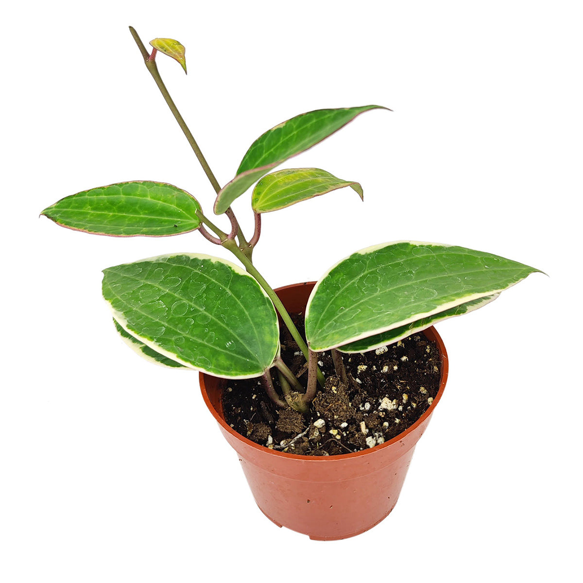 Hoya Macrophylla, rare Hoya, flowering houseplant, waxy plant, trailing plant for hanging baskets, large foliage Hoya, easy care houseplant for beginners