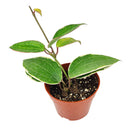 easy to care houseplant for beginners, flowering houseplant, waxy houseplant, Hoya Macrophylla, hoya for sale