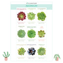 Succulent ID Cards for sale, Airplant ID Cards for sale, Succulent Care Cards, ID Cards for Specific Succulents, Identifying Types of Succulents, Types of Succulent Plants, How to identify Types of succulents, Succulents Gift Ideas, How to care for Types of Succulents