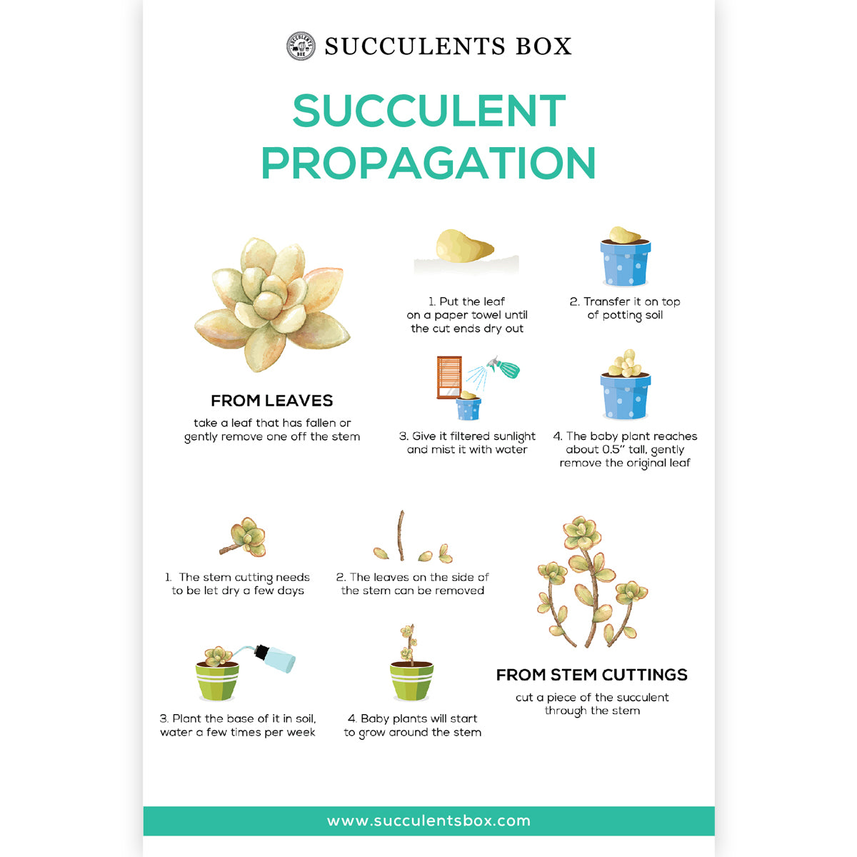 Succulent Propagation Card for sale, How to Propagate Succulent Plant from Leaves &amp; Cuttings, Succulent gift for plant lovers