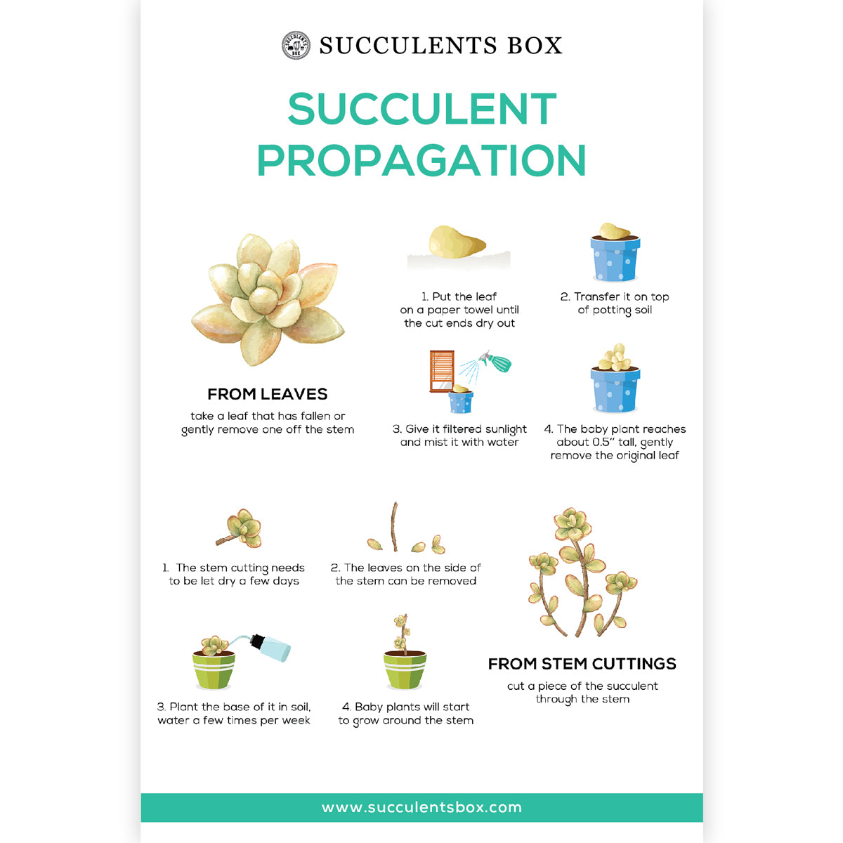 Succulent Propagation Card for sale, How to Propagate Succulent Plant from Leaves & Cuttings, Succulent gift for plant lovers