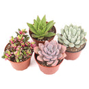 Succulent Plant Gift Ideas For Valentine&#39;s Day, Best Valentine Gifts 2024, Unique DIY Valentine&#39;s Day Gifts For That Special Someone, Rosette shaped succulent assorted pack, Succulent assorted pack perfect for weddings, Purple and pink succulent pack for wedding plan