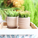 Buy carving terracotta pots online, Indoor outdoor planter pot for sale, Succulent clay pot with drainage hole and saucer