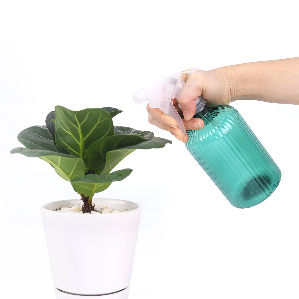 water succulents with spray bottle Green Plant Spray Bottle - Cute Plastic Spray Bottle - Gardening Tools