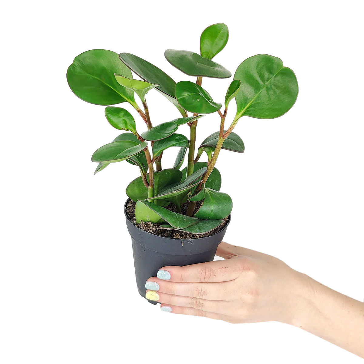 rubbery succulent leaves Peperomia Obtusifolia Green