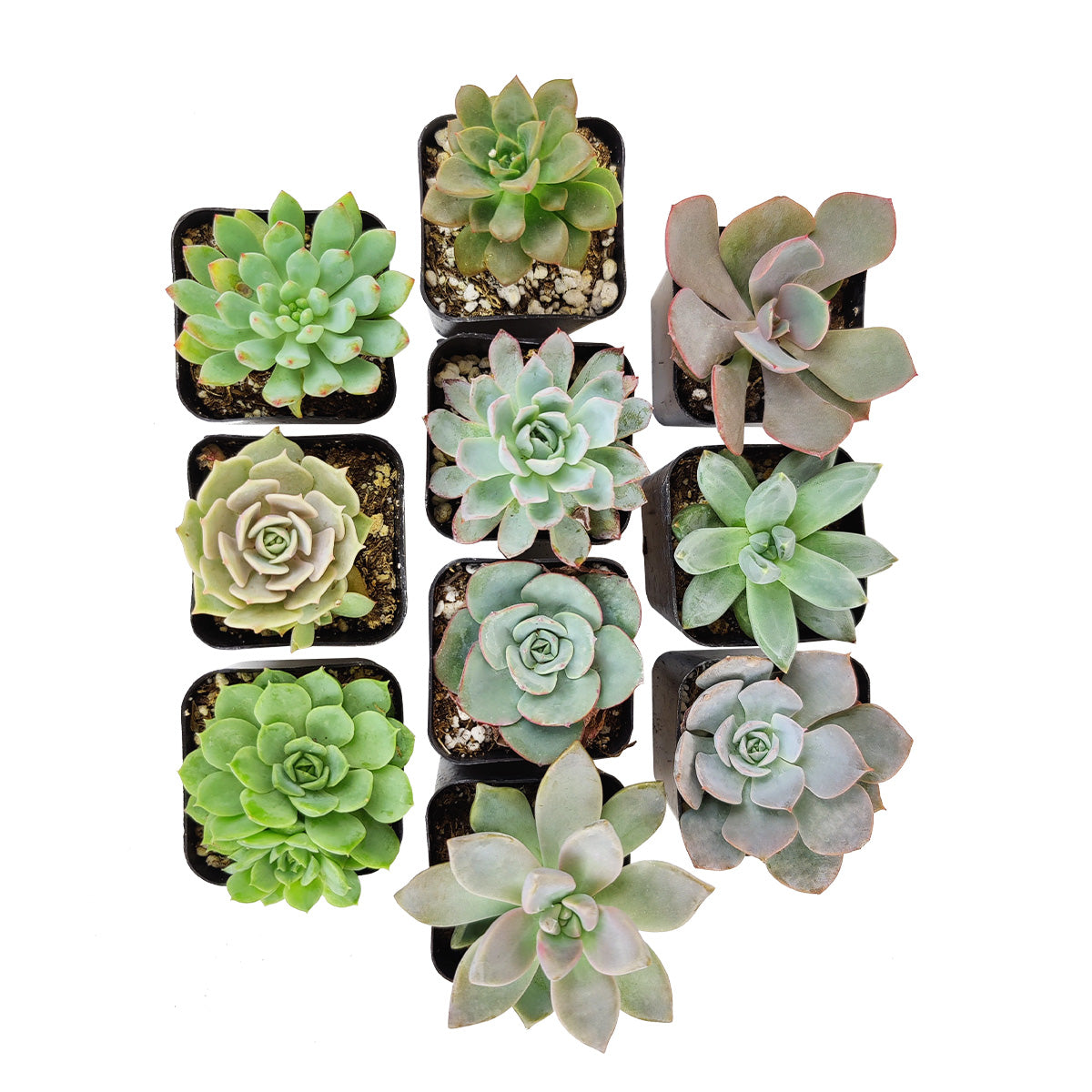 Live Echeveria Assorted Pack for sale,  echeveria, echeveria succulent, echeveria types, indoor succulents, Succulent assorted pack perfect for weddings, Buy asorted succulents for wedding favors, Echeveria rosette succulent for wedding