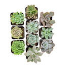 Live Echeveria Assorted Pack for sale,  echeveria, echeveria succulent, echeveria types, indoor succulents, Succulent assorted pack perfect for weddings, Buy asorted succulents for wedding favors, Echeveria rosette succulent for wedding