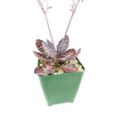 kalanchoe humilis, kalanchoe humilis succulent, kalanchoe tiger, kalanchoe tiger, indoor succulents, succulents garden, how to grow succulents, succulent care guide, Succulents, Rare succulents, monthly succulents, succulent care, Kalanchoe humilis in California, How to grow Kalanchoe Hulimis