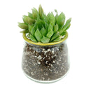 Pot for sale, Mini pot for succulent, Succulent pot decor ideas, 3 Pack Gold Rim Pots, Flower pot for sale, glass pots for planting, succulent gift for holiday